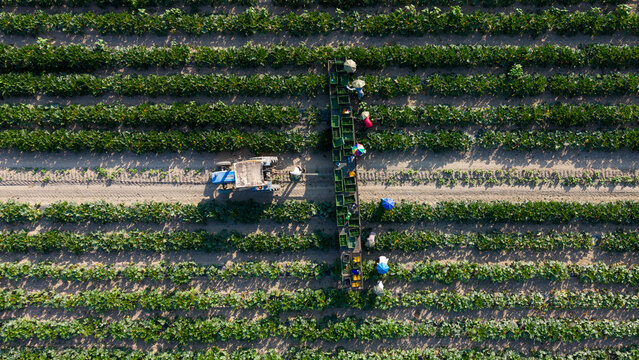Aerial view of workers hand-picking zucchini and loading crates behind a slow-moving tractor in a field during the summer harvest in Mediglia, Lombardy, Italy.