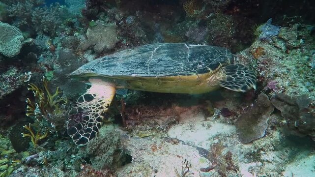 Scuba diving with feeding marine turtle, coral reef with underwater wildlife. Hungry hawksbill sea turtle (Eretmochelys imbricata) in tropical ocean.  Aquatic life behavior.