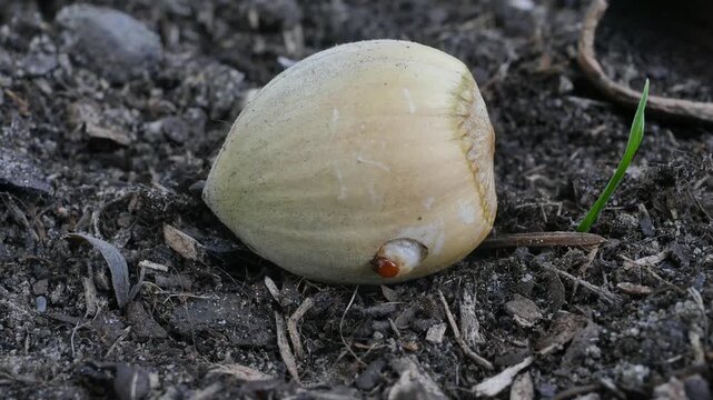 white worm curculio nucum coming out of a hazelnut