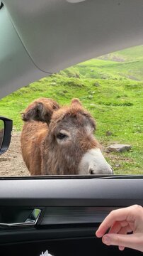 A view from a car window of a donkey with a curious expression on its face, and being fed an apple from someone s hand