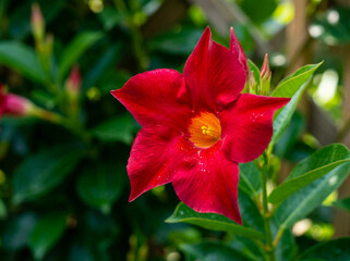 Obraz premium Mandevilla flower blooming in a lush garden featuring vibrant red petals with a bright yellow center and green foliage background