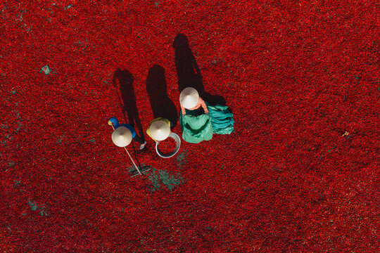 Aerial view of a line of workers raking sun-dried red chili peppers in De Gi, Binh Dinh province, Vietnam