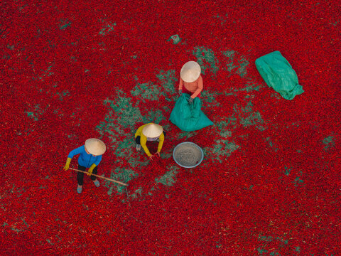 Aerial view of a worker with a conical hat sorting red chilies drying in De Gi, Binh Dinh, Vietnam