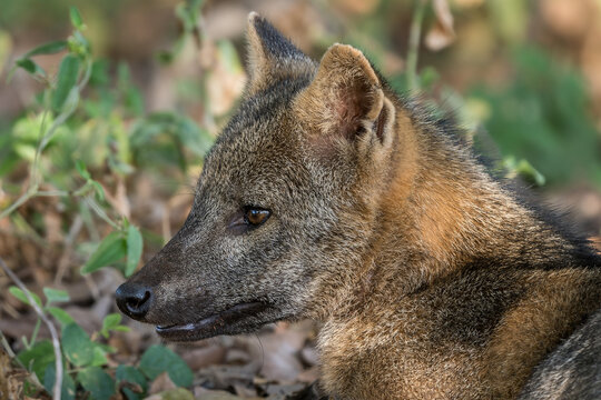 Crab-eating Fox - Cerdocyon thous, an extant species of medium-sized canid endemic to the central part of South America, Pantanal, Brazil.