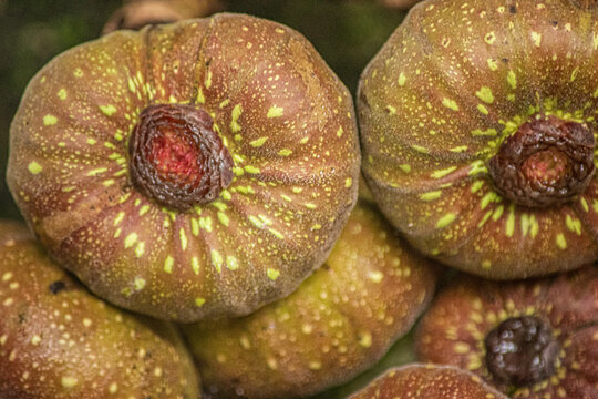 Close up of ripe figs showing textured skin and blossom ends