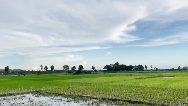 Flooded Rice Growing Fields with Natural Irrigation Channels, Fresh Green Farmland and Rural Landscape Under Bright Daylight Sky in Bangladesh