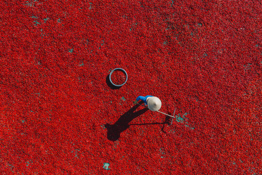 Aerial view of a line of workers raking sun-dried red chili peppers in De Gi, Binh Dinh province, Vietnam