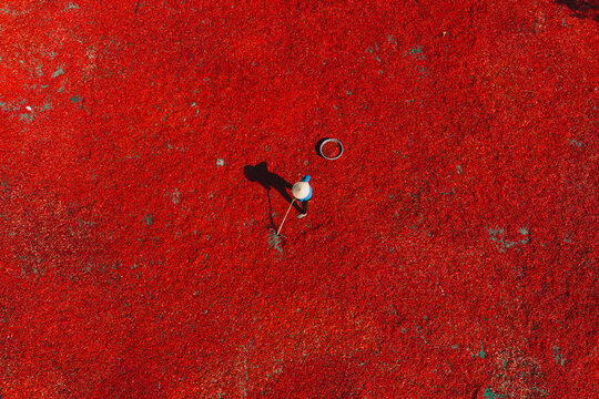 Aerial view of a line of workers raking sun-dried red chili peppers in De Gi, Binh Dinh province, Vietnam