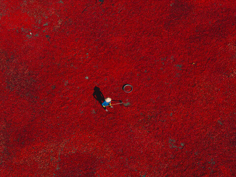 Aerial view of a line of workers raking sun-dried red chili peppers in De Gi, Binh Dinh province, Vietnam