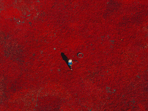 Aerial view of a line of workers raking sun-dried red chili peppers in De Gi, Binh Dinh province, Vietnam