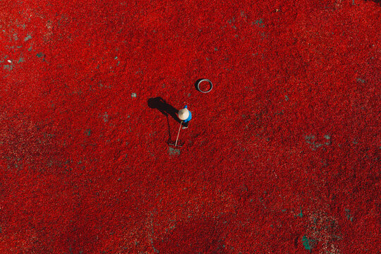 Aerial view of a line of workers raking sun-dried red chili peppers in De Gi, Binh Dinh province, Vietnam