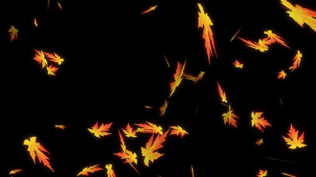 UHD falling and flying dry autumn Maple leaves on solid background for transparent. Vibrant Orange Japanese Maples leaves failing animation.