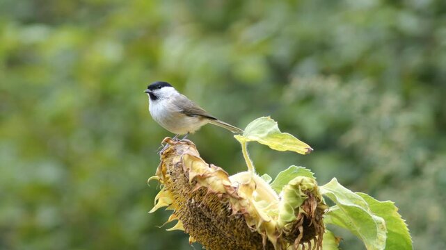 bird  marsh tit poecile palustris on sunflower
