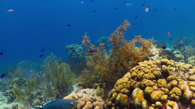 Yellow coral reef and swimming reef fish. Underwater video from scuba diving with colorful marine life. Corals and fish, tropical seascape. Travel footage, aquatic wildlife. Vivid ecosystem in sea.