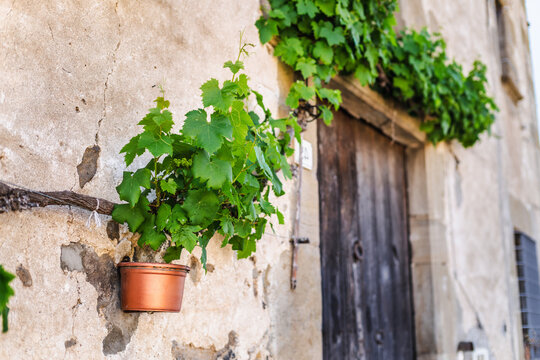 Potted grapevine beside weathered wooden door in Catalonia