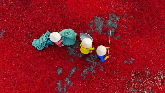 Aerial view of a worker with a conical hat sorting red chilies drying in De Gi, Binh Dinh, Vietnam