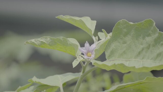 Purple Eggplant Flowers Blooming on a Plant slog3 10 bit
