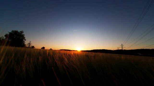 Barley field at golden hour sunset with power lines and clear blue sky
