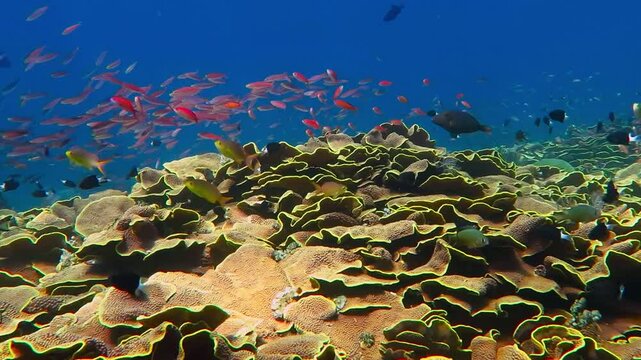 Colorful reef and school of swimming red fish in blue tropical ocean. Scuba diving on healthy underwater ecosystem. Yellow corals, deep blue sea. Marine life in shallow bay.