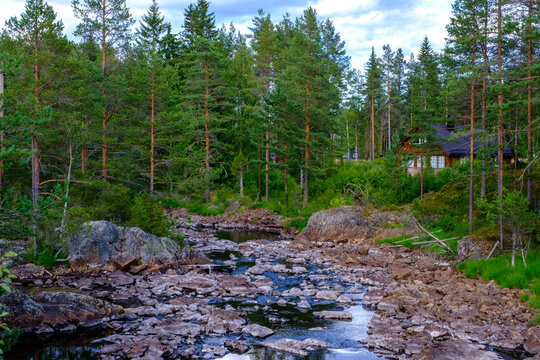 Foresta di abeti in Norvegia