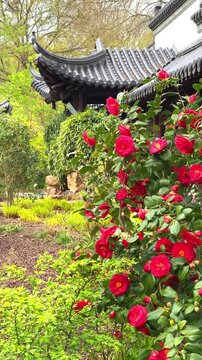 Exploring a garden with colorful flowers and traditional buildings in springtime