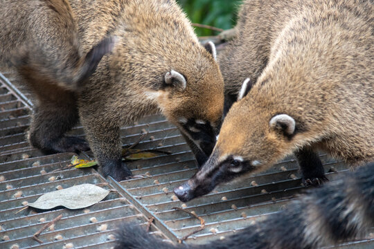 South American coati walking on a metal mesh platform
