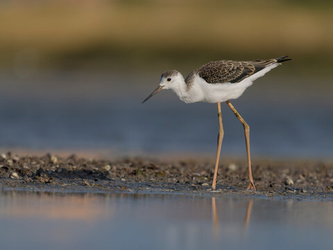 Black-winged stilt, Himantopus himantopus