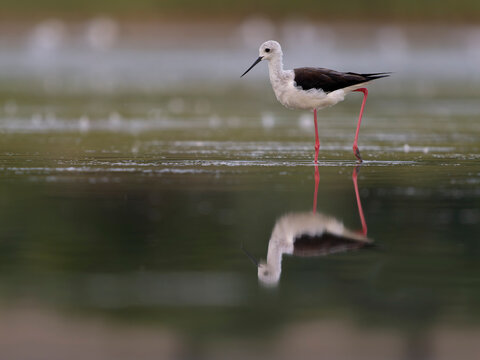 Black-winged stilt, Himantopus himantopus