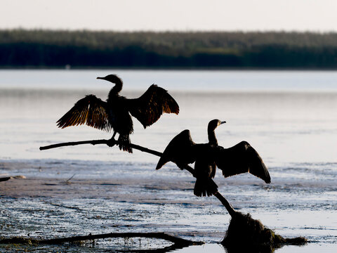 Great cormorant, Phalacrocorax carbo