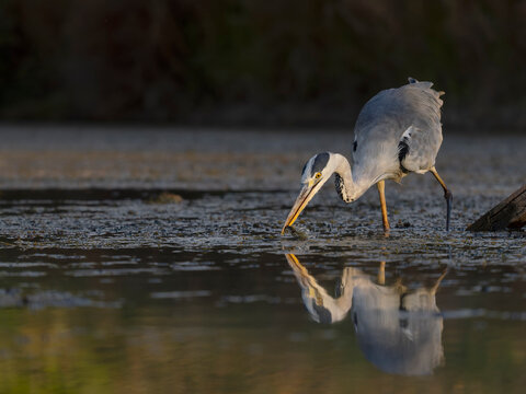 Grey heron, Ardea cinerea