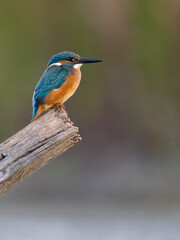 Fototapeta premium Kingfisher, Alcedo atthis