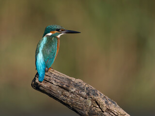 Fototapeta premium Kingfisher, Alcedo atthis