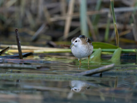 Little crake, Zapornia parva