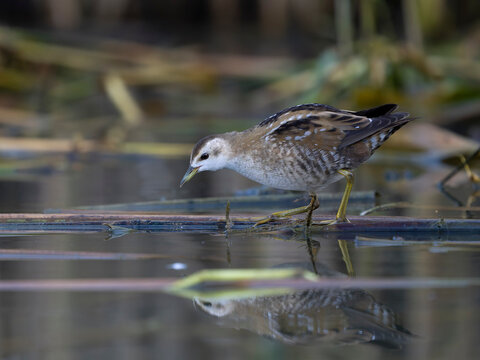 Little crake, Zapornia parva