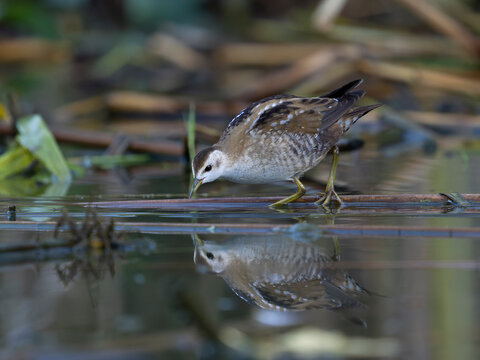 Little crake, Zapornia parva