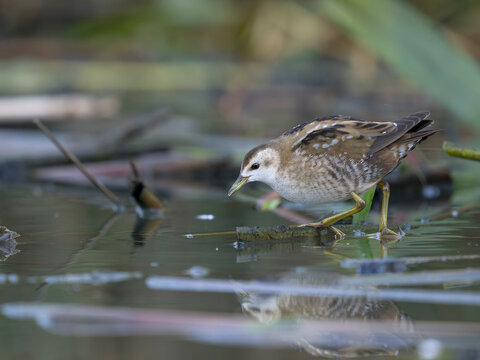 Little crake, Zapornia parva