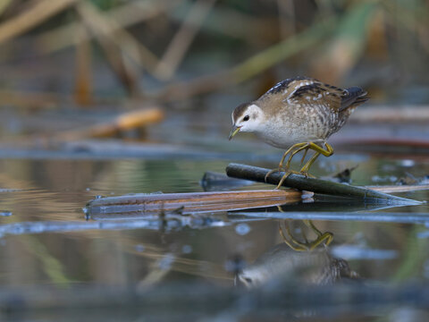 Little crake, Zapornia parva