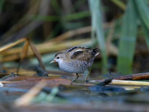 Little crake, Zapornia parva