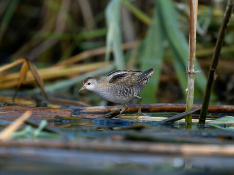 Little crake, Zapornia parva