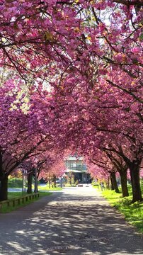 Cherry blossom path in park with trees blooming during spring in Japan