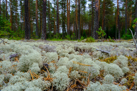 Foresta di abeti e sottobosco di eriche e licheni bianchi nei pressi di Engerdal, Norvegia