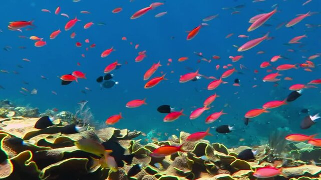 Vivid colorful reef and school of swimming red fish, blue tropical ocean. Marine life, travel footage. Deep blue and yellow corals. Scuba diving on healthy reef, underwater video.