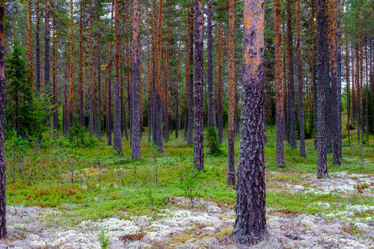 Foresta di abeti e sottobosco di eriche e licheni bianchi nei pressi di Engerdal, Norvegia