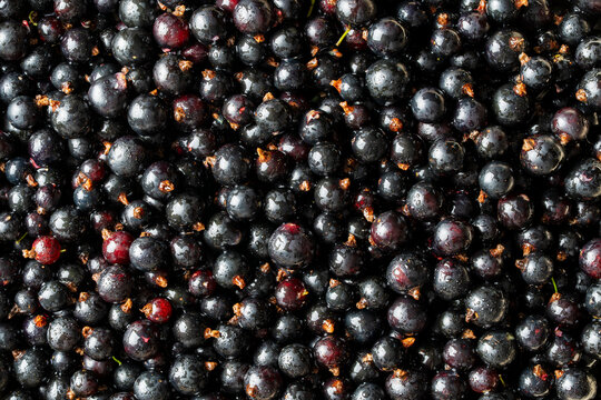 A full frame texture of ripe organic black currant berries covered with tiny water drops. Closeup background of healthy fresh summer harvest