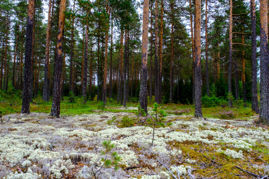 Foresta di abeti e sottobosco di eriche e licheni bianchi nei pressi di Engerdal, Norvegia