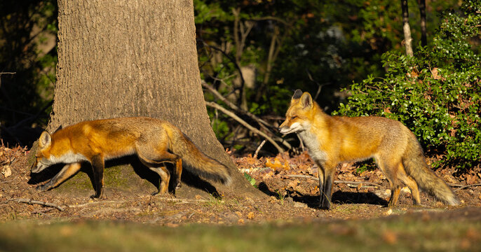 A pair of red foxes in Central New Jersey, USA.