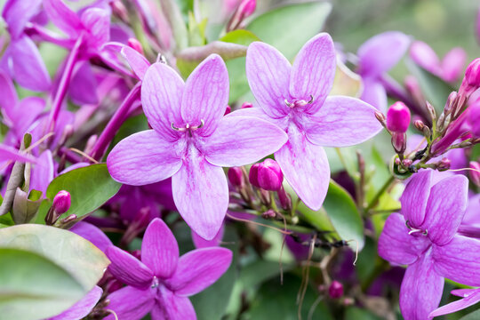 Beautiful Shooting star (pseuderanthemum laxiflorum) flowers.