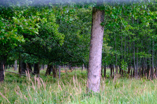 Coppia di cervi maschi nel bosco. Svezia