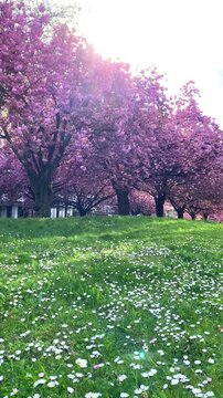 Cherry blossom trees and daisies in a park on a sunny day
