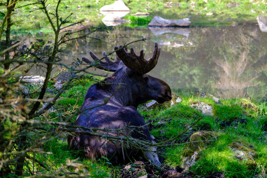 Maschio di alce, Svezia